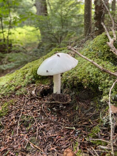 Gioia photo of mushroom